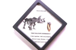coffret dent de TRICERATOPS HORRIDUS