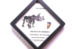 coffret dent de TRICERATOPS HORRIDUS
