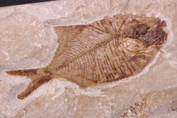 Diplomystus birdi - Cénomanien - Haquel - Byblos - LIBAN