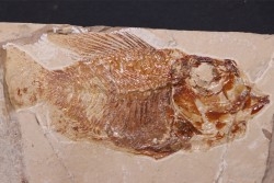 Ctenothrissa vexillifer (Pictet, 1850) - Cénomanien - Haquel - Byblos - LIBAN