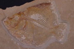 Pycnosteroides levispinosus - Cénomanian  Hakil - Byblos - LIBANON