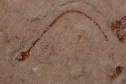 anguille: Abisaadia Hakelensis (Davis, 1887) - Cénomanien - Haquel - Byblos - LIBAN