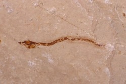 anguille: Abisaadia Hakelensis (Davis, 1887) - Cénomanien - Haquel - Byblos - LIBAN