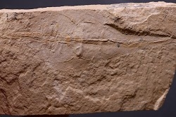 raie fossile:  Rhinobatos maronita  Cénomanien  Hgula - Byblos - LIBAN