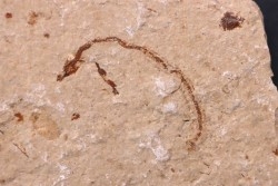 anguille: Abisaadia Hakelensis (Davis, 1887) - Cénomanien - Haquel - Byblos - LIBAN