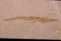 Hastichthys gracilis - Cénomanien - En Nammoura - Byblos - LIBAN