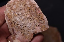 accumulation de bivalves à déterminer - Eotrias - Ambilobe, Madagascar