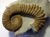 PSEUDOCRIOCERAS BREVE PSEUDOCRIOCERAS BREVE