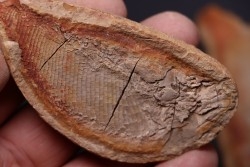 Boreosomus gillioti Priem, 1924 - Eotrias - Ambilobe, Madagascar