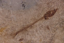 Cobitopsis acutus - Stampian - Saint Saturnin - Auvergne - FRANCE