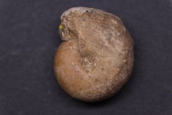 Kargalites invariabilis   early permian  South ural