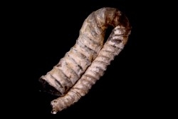 oxybeloceras meekanum - Campanien sup - Pierre Shale Fmt,  Buffalo gap, Dakota du sud - USA