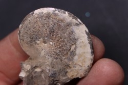 Sphenodiscus lenticularis - Maestrichtian - Dakota - USA