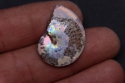Sphenodiscus lenticularis - Maestrichtian - Dakota - USA