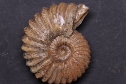 Tetrahoplites rossicus - albien moyen - N. Aktau, Mangyshlak, Kazakhstan