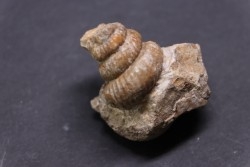 turrilites sp  - Albien supérieur - Penzesgyor, Hongrie