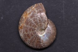 hypophylloceras velledae - Albien - Région de Mahajanga - MADAGASCAR
