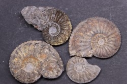 set of  4  "amaltheus" -  domerian -  Jeandelaincourt, France
