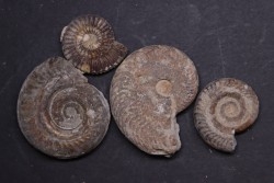 set of 4 ammonites   toarcian  Aveyron - FRANCE
