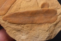 Neuropteris (macroneuropteris) scheuchzeri  pennsylvanian (carbonifère) tonganoxie sandstone Ottawa, Kansas - USA