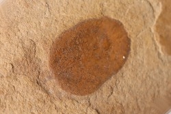 Neuropteris (macroneuropteris) inflata (Lesquereux)  pennsylvanian (carbonifère)  tonganoxie sandstone  Ottawa, Kansas - USA