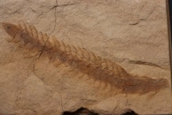 rare Fern cône - pennsylvanian - tonganoxie sandstone  Ottawa, Kansas - USA