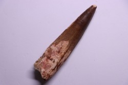 dent de dinosaure SPINOSAURUS AEGYPTIACUS