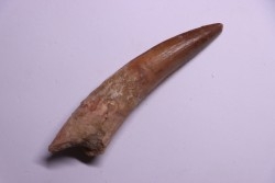 dent de dinosaure SPINOSAURUS AEGYPTIACUS