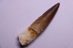 dinosaur TOOTH - SPINOSAURUS AEGYPTIACUS