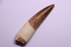 dent de dinosaure SPINOSAURUS AEGYPTIACUS