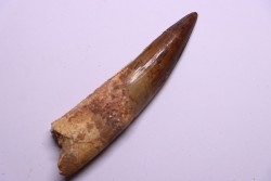 dent de dinosaure SPINOSAURUS AEGYPTIACUS