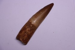 dent de dinosaure SPINOSAURUS AEGYPTIACUS