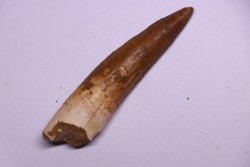 dent de dinosaure SPINOSAURUS AEGYPTIACUS
