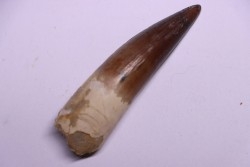 dent de dinosaure SPINOSAURUS AEGYPTIACUS