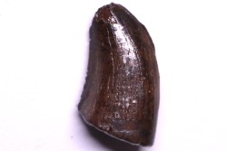 dinosaur tooth:  Tyrannosaure rex - Hell Creek Fmt - upper cretaceous - Carter County, Montana