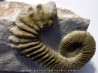 PSEUDOCRIOCERAS BREVE PSEUDOCRIOCERAS BREVE