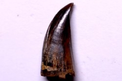 Daspletosaurus torosus - Judith River Fmt - upper cretaceous  - - Montana - USA