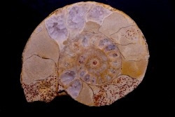 belle ammonite sciée avec loges en quartz amethysé - jurassique - Normandie, FRANCE