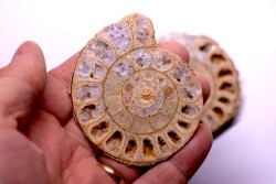 belle ammonite sciée recto/verso avec loges en quartz amethysé