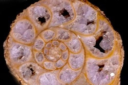 belle ammonite sciée avec loges en quartz amethysé - jurassique - Normandie, FRANCE
