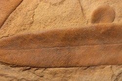 Neuropteris (macroneuropteris) scheuchzeri  pennsylvanian (carbonifèrous) tonganoxie sandstone Ottawa, Kansas - USA