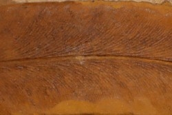 Neuropteris (macroneuropteris) scheuchzeri  pennsylvanian (carbonifèrous) tonganoxie sandstone Ottawa, Kansas - USA