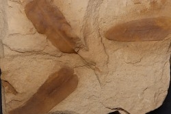 Neuropteris (macroneuropteris) scheuchzeri  pennsylvanian (carbonifèrous) tonganoxie sandstone - Ottawa, Kansas - USA