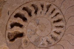 belle ammonite sciée avec loges en quartz - jurassique - Normandie, FRANCE