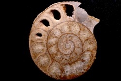 belle ammonite sciée avec loges en quartz - jurassique - Normandie, FRANCE
