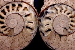 belle ammonite sciée recto/verso avec loges en calcite   jurassique  Normandie - FRANCE