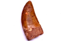 dent de dinosaure: Carcharodontosaurus saharicus - CENOMANIEN - Kem Kem , MAROC
