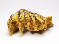 Neoceratodus africanus - CENOMANIEN - Kem Kem - MAROC