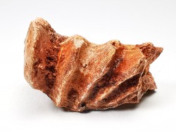 Neoceratodus africanus - CENOMANIAN - Kem Kem - Morocco