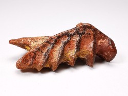 Neoceratodus africanus - CENOMANIAN - Kem Kem - Morocco